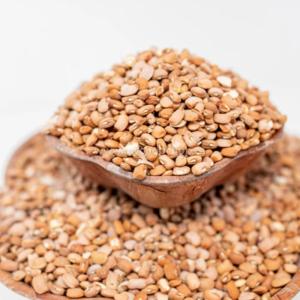 Beans(Drum)