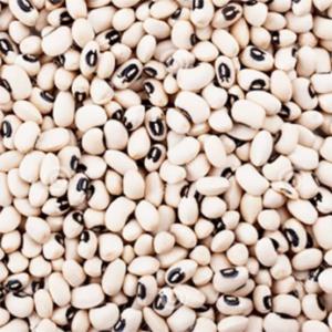 White Beans — Small Sokoto
